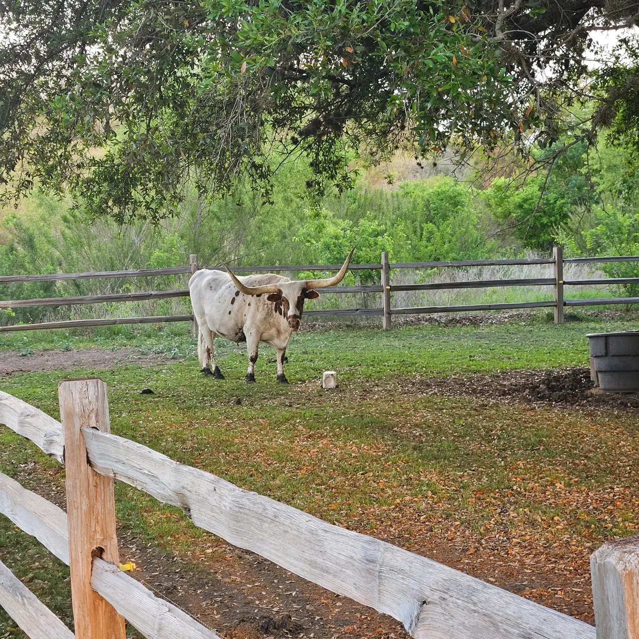 A Texas longhorn grazing in a pasture beside the course at Briggs Ranch