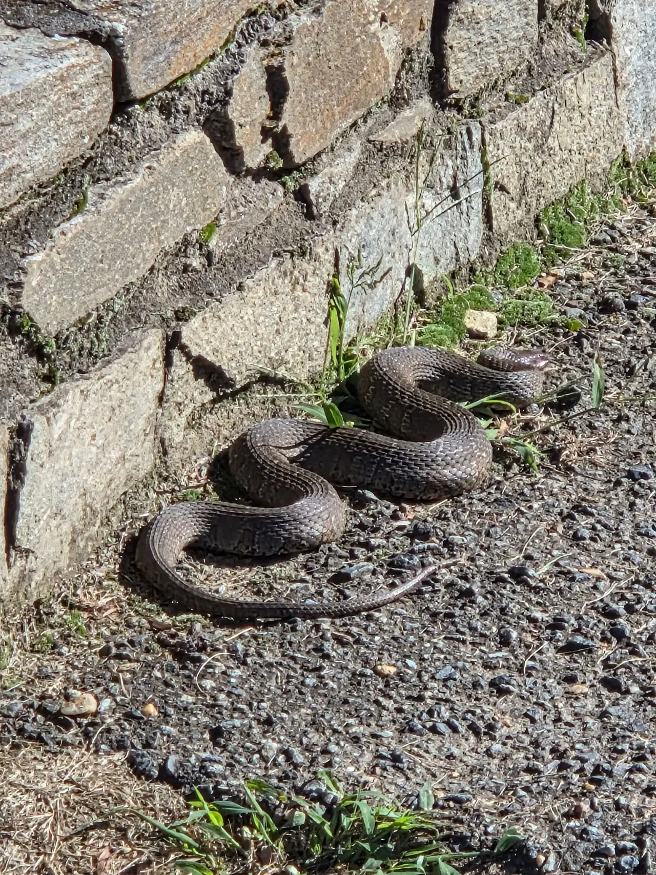 A snake coiled beside a stone wall on the course at Columbia Country Club